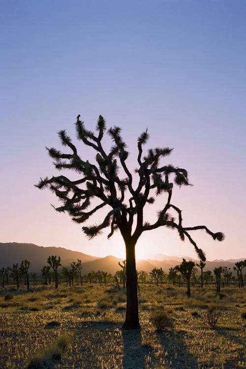 Joshua Tree Sunset II