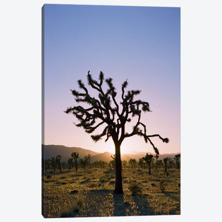 Joshua Tree Sunset II Canvas Print #BTY1607} by Bethany Young Canvas Artwork