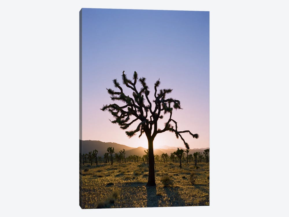 Joshua Tree Sunset II by Bethany Young 1-piece Canvas Artwork