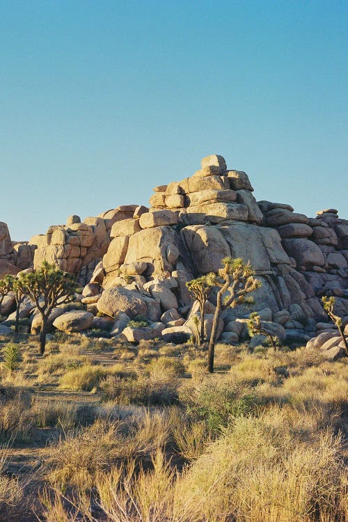 Joshua Tree Sunset III