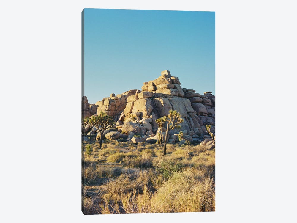 Joshua Tree Sunset III by Bethany Young 1-piece Canvas Print