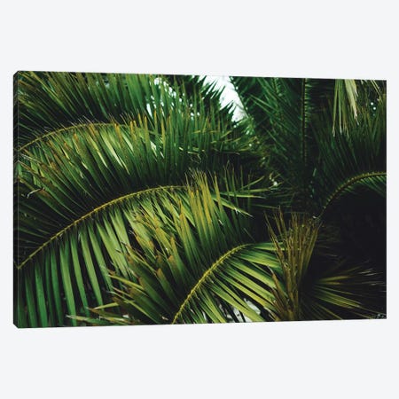 San Francisco Palm Tree Canvas Print #BTY160} by Bethany Young Canvas Wall Art