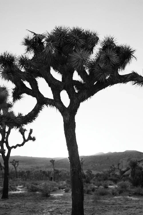 Joshua Tree Monochrome On Film