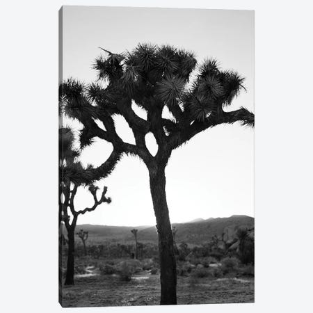 Joshua Tree Monochrome On Film Canvas Print #BTY1622} by Bethany Young Canvas Art Print