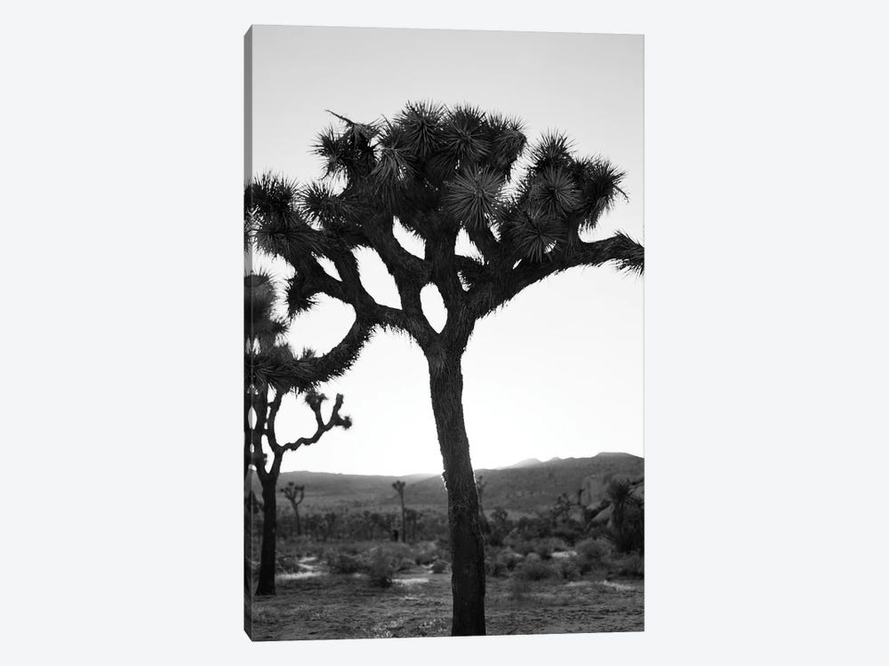Joshua Tree Monochrome On Film by Bethany Young 1-piece Canvas Art Print