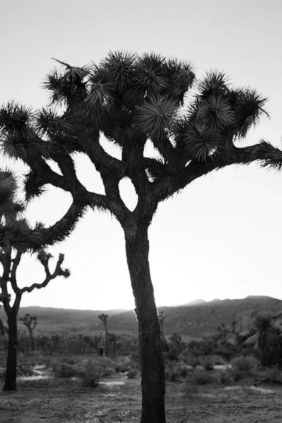 Joshua Tree National Park: Joshua Tree Monochrome On Film by Bethany Young