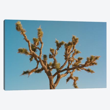 Joshua Tree Moon III On Film Canvas Print #BTY1624} by Bethany Young Canvas Artwork
