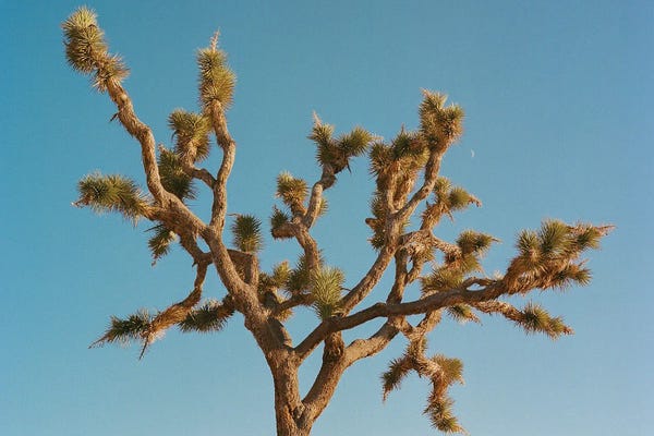 Joshua Tree National Park: Joshua Tree Moon III On Film by Bethany Young