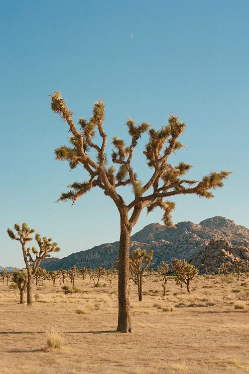 Joshua Tree Moon IV On Film