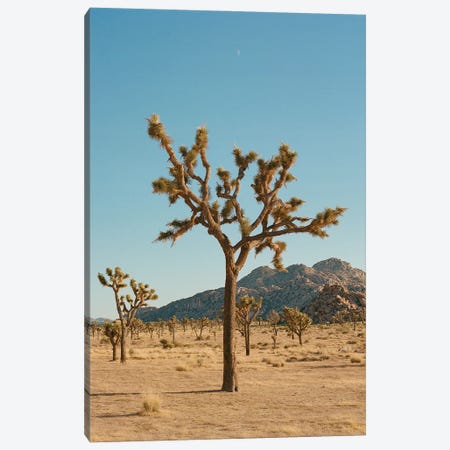 Joshua Tree Moon IV On Film Canvas Print #BTY1625} by Bethany Young Canvas Artwork