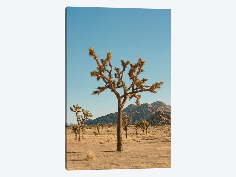 Joshua Tree Moon IV On Film by Bethany Young 1-piece Canvas Wall Art