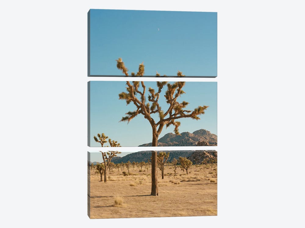 Joshua Tree Moon IV On Film by Bethany Young 3-piece Canvas Wall Art