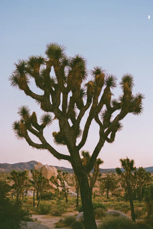 Joshua Tree Moon VIII On Film