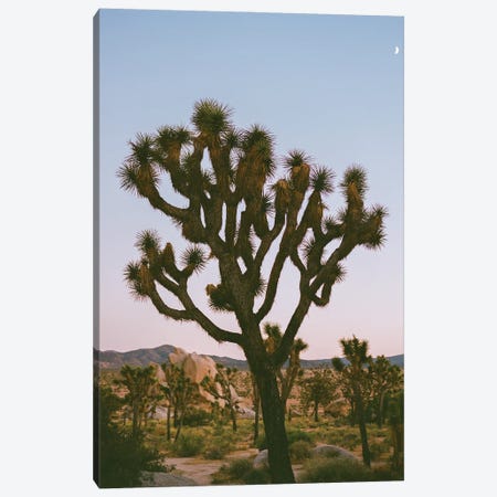 Joshua Tree Moon VIII On Film Canvas Print #BTY1629} by Bethany Young Art Print