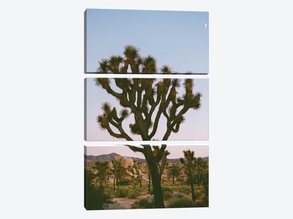 Joshua Tree Moon VIII On Film by Bethany Young 3-piece Canvas Artwork