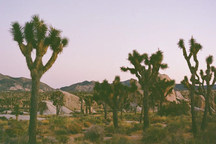 Joshua Tree Twilight II On Film