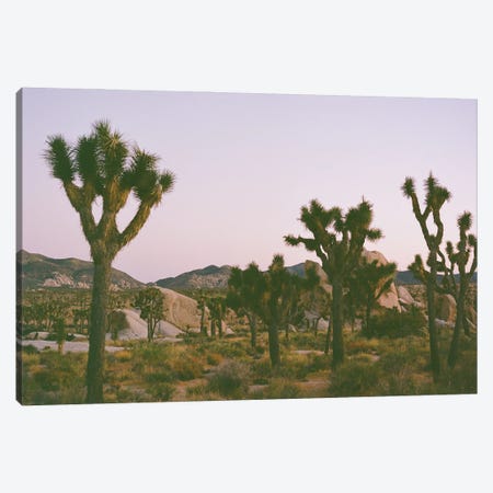 Joshua Tree Twilight II On Film Canvas Print #BTY1635} by Bethany Young Canvas Art Print