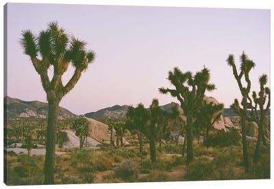 Joshua Tree Twilight II On Film Canvas Art Print - Desert Landscape Photography