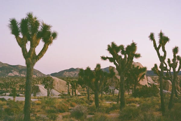 Joshua Tree National Park: Joshua Tree Twilight II On Film by Bethany Young