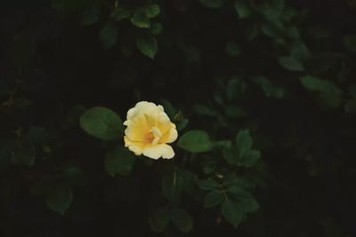 Washington Bloom by Bethany Young art print