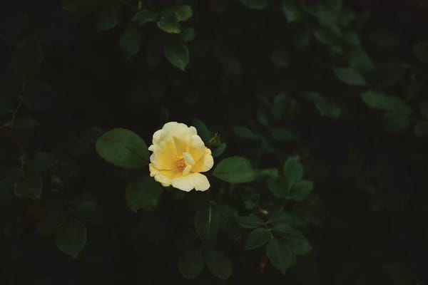 Washington, D.C.: Washington Bloom by Bethany Young