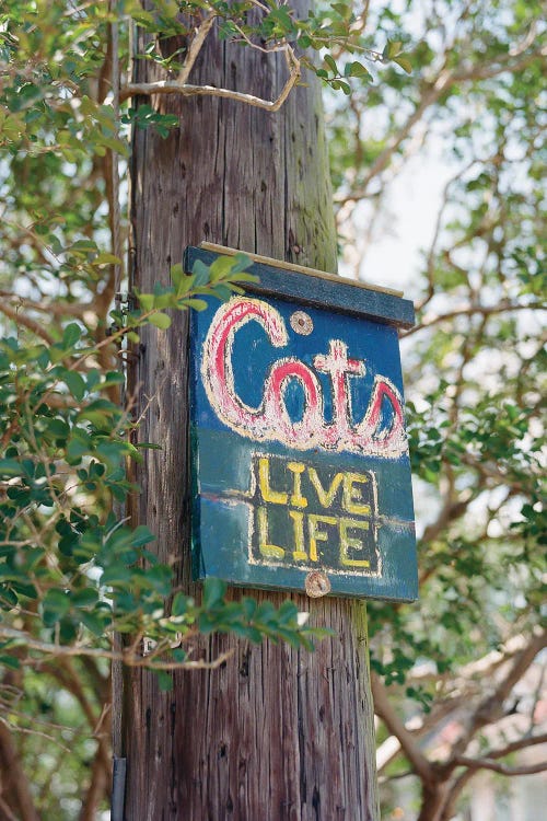 New Orleans Cats On Film