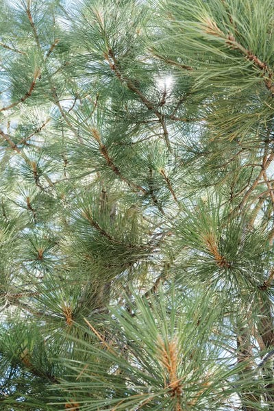 Large Photography - Canvas Prints: Lake Tahoe IX by Bethany Young