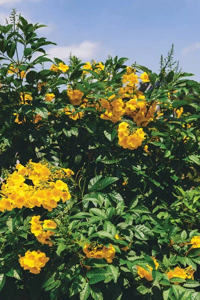 Austin Blooms by Bethany Young framed wall art