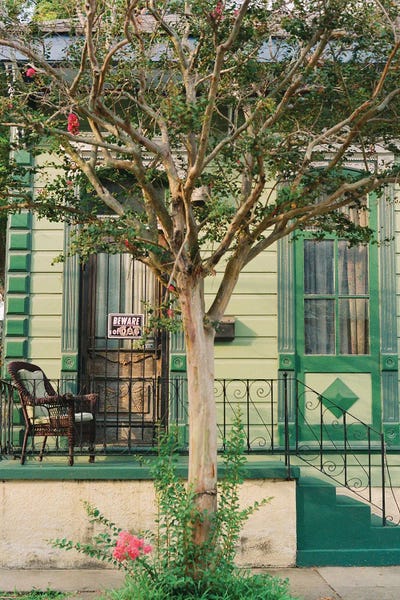 New Orleans Cat On Film by Bethany Young art print