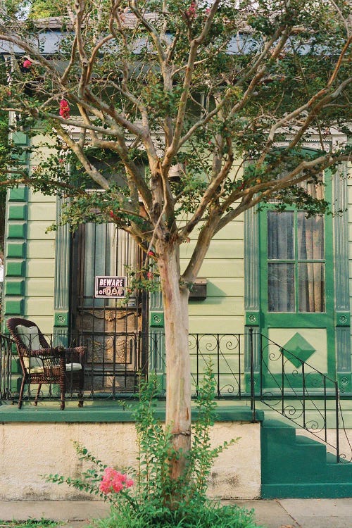 New Orleans Cat On Film