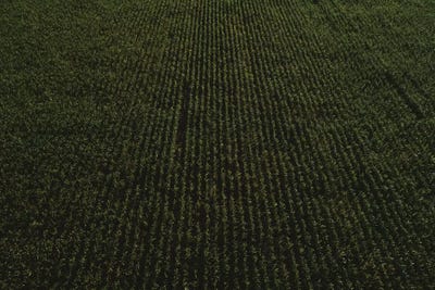 Dark Corn Field Canvas Print | ICanvas