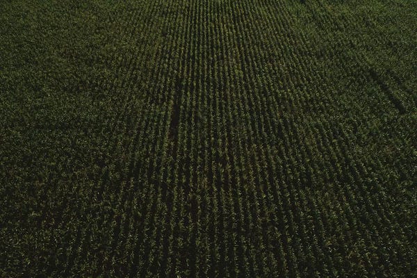 Oklahoma: Rural Corn Fields II by Bethany Young