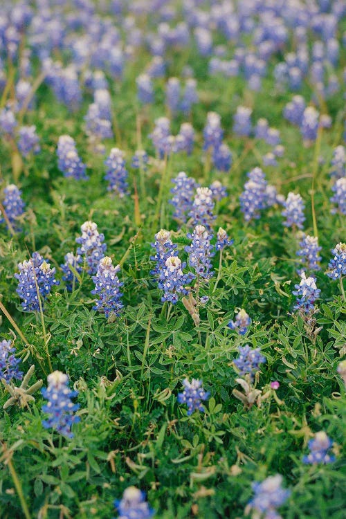 Texas Bluebonnet Field