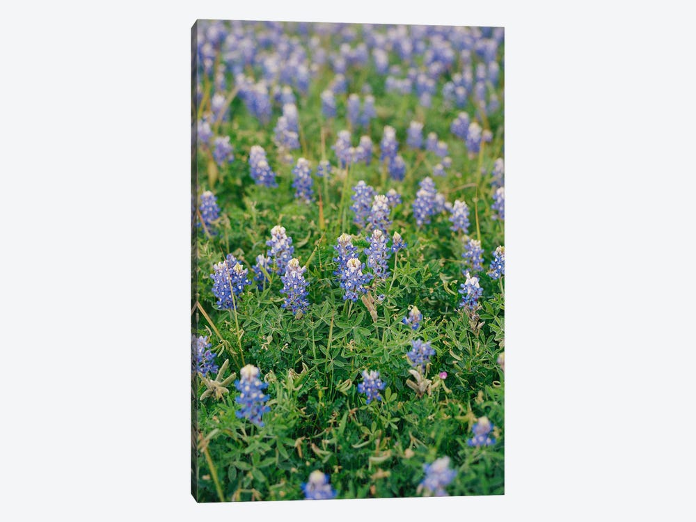 Texas Bluebonnet Field by Bethany Young 1-piece Canvas Wall Art