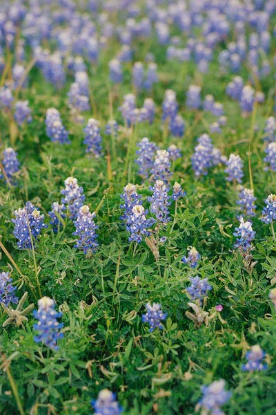 Bluebonnets: Texas Bluebonnet Field by Bethany Young