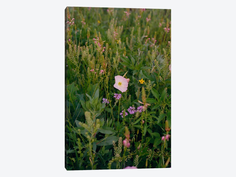 Texas Wildflower by Bethany Young 1-piece Canvas Print