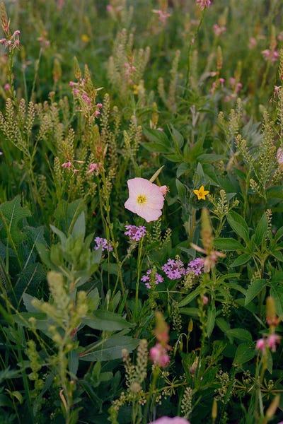 Bluebonnets: Texas Wildflower by Bethany Young
