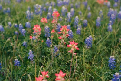 Texas Bluebonnet Field II by Bethany Young framed wall art
