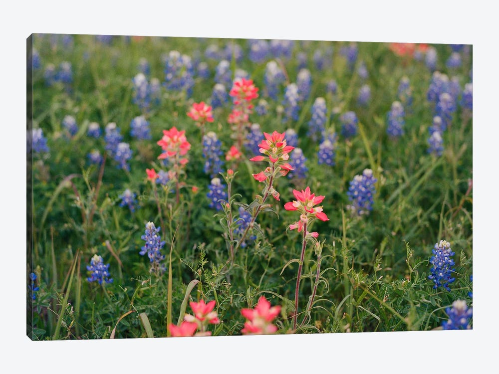 Texas Bluebonnet Field II by Bethany Young 1-piece Canvas Art