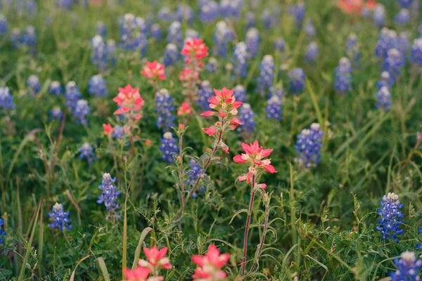 Fine Art Print: Texas Bluebonnet Field II by Bethany Young