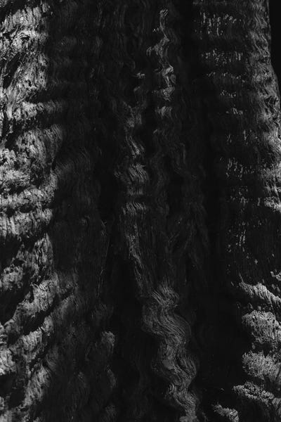 Sequoia Trees: California Redwood Tree by Bethany Young