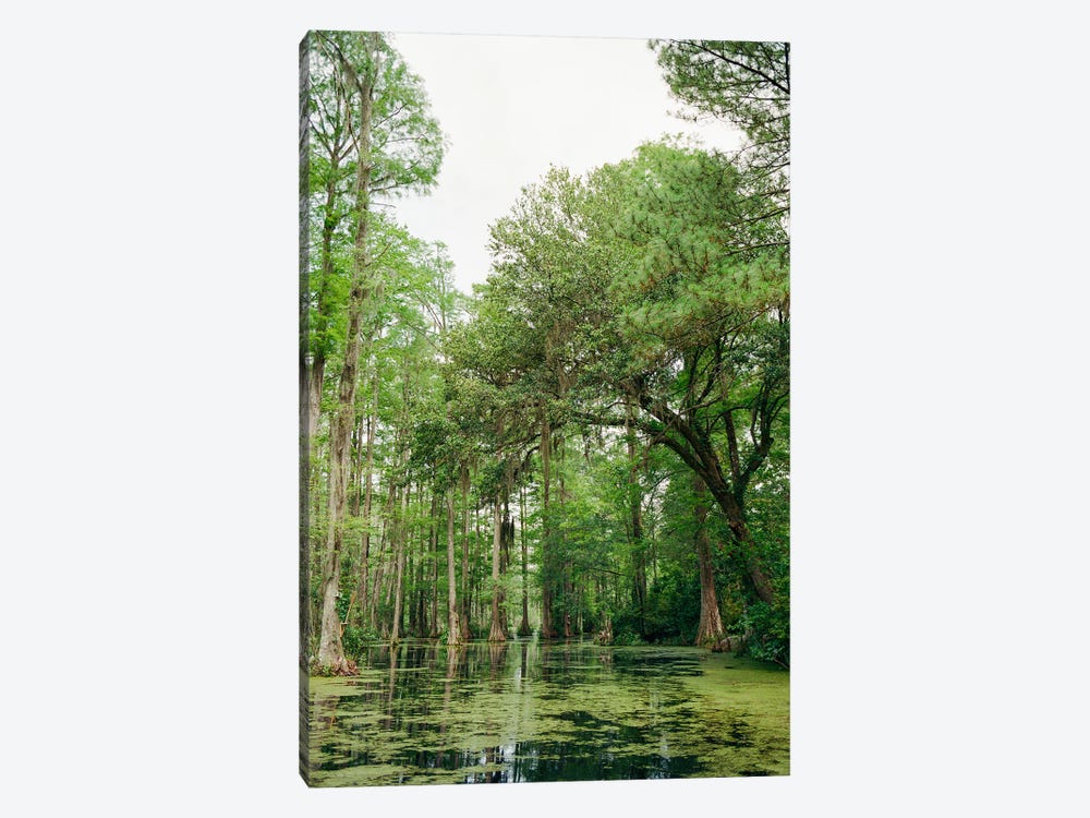 Charleston Cypress Garden II On Film by Bethany Young 1-piece Canvas Wall Art