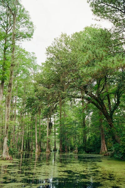 Cypress Trees: Charleston Cypress Garden II On Film by Bethany Young