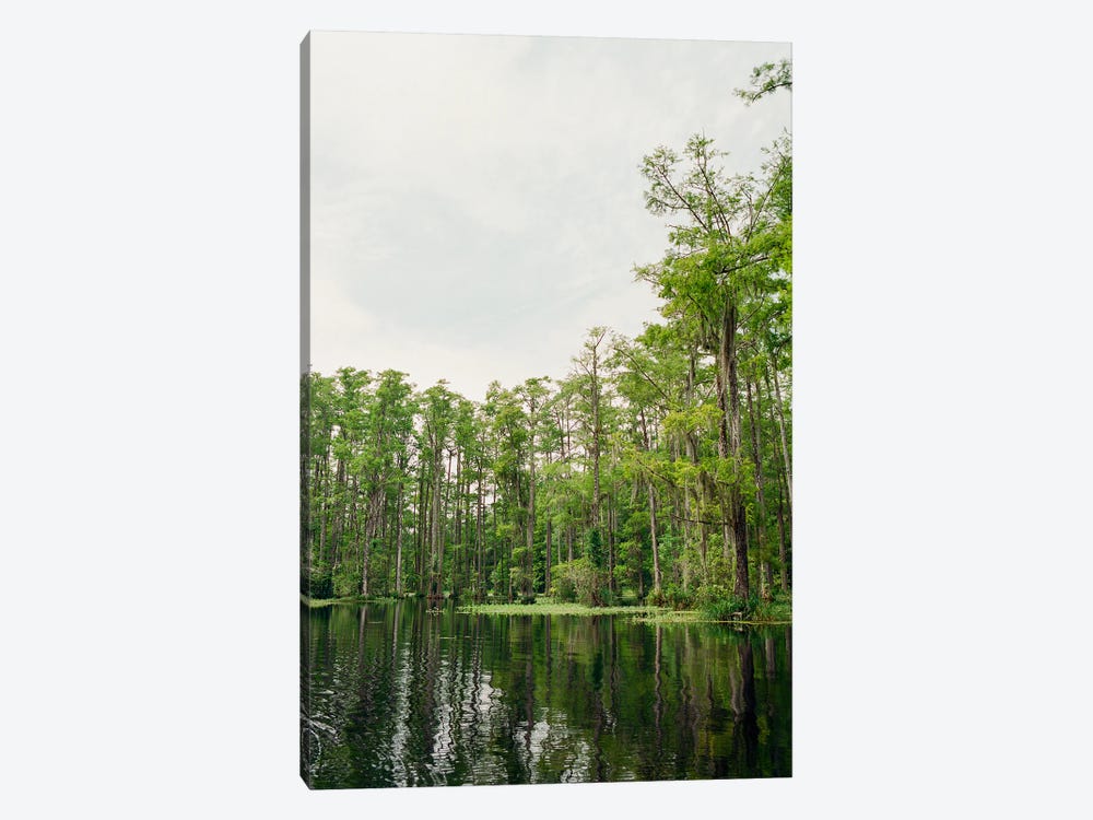 Charleston Cypress Garden V On Film by Bethany Young 1-piece Canvas Print