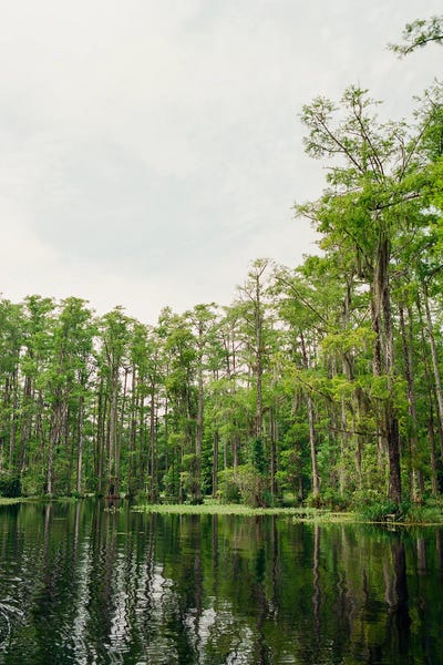Cypress Trees: Charleston Cypress Garden V On Film by Bethany Young