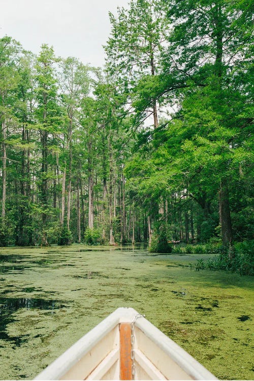 Charleston Cypress Garden On Film