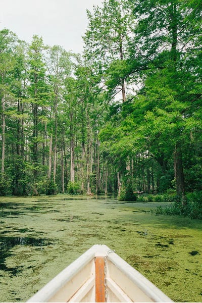 Cypress Trees: Charleston Cypress Garden On Film by Bethany Young