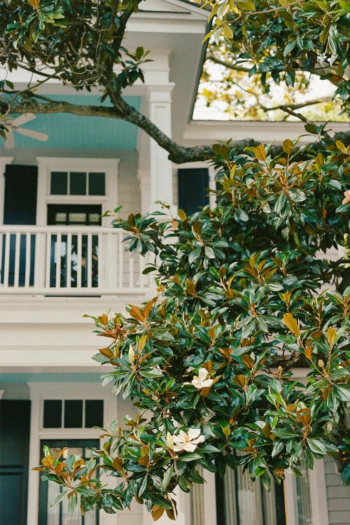 Charleston Magnolia Tree