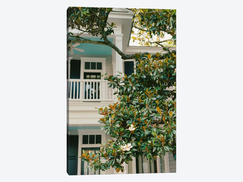 Charleston Magnolia Tree by Bethany Young 1-piece Canvas Print