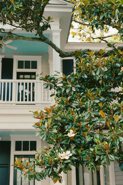 Magnolias: Charleston Magnolia Tree by Bethany Young